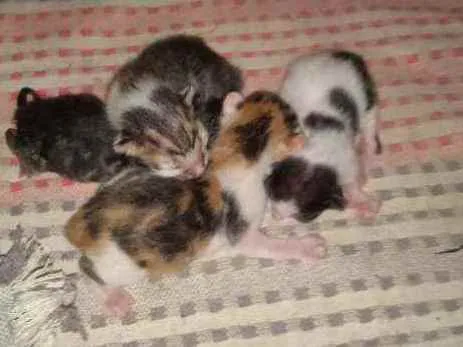 Gato raça Não sei  idade 2 anos nome Caçadora 