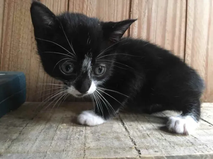 Gato ra a  idade 2 a 6 meses nome Ainda não tem nome 