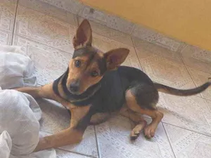 Cachorro raça Viralata  idade 7 a 11 meses nome Kurama