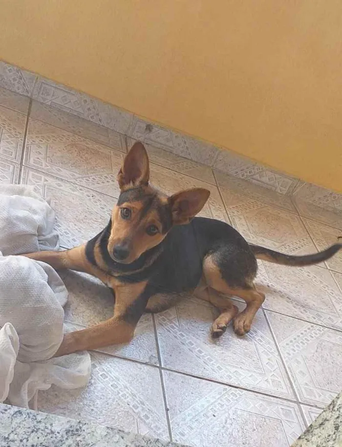 Cachorro ra a Viralata idade 7 a 11 meses nome Kurama