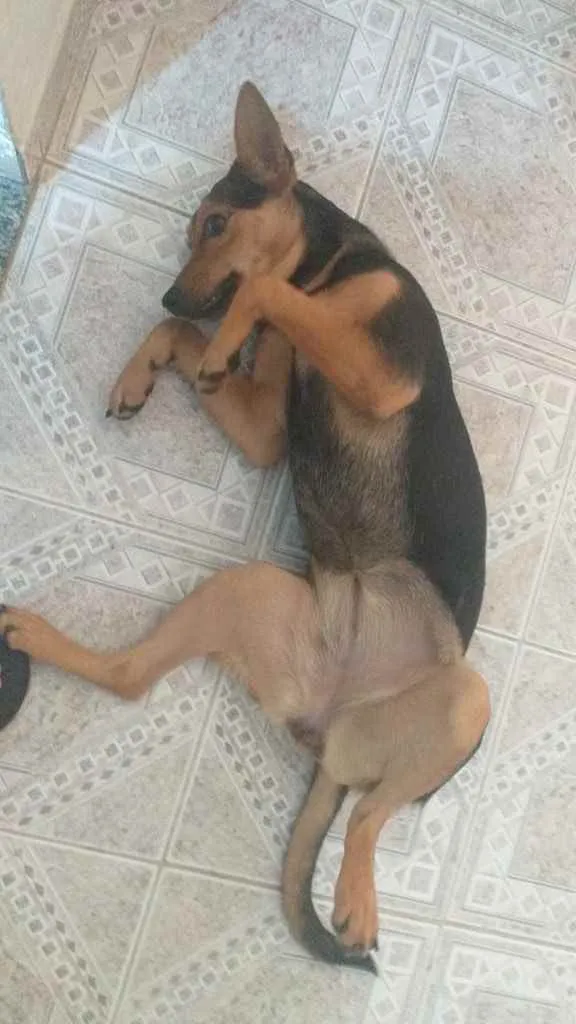 Cachorro ra a Viralata idade 7 a 11 meses nome Kurama