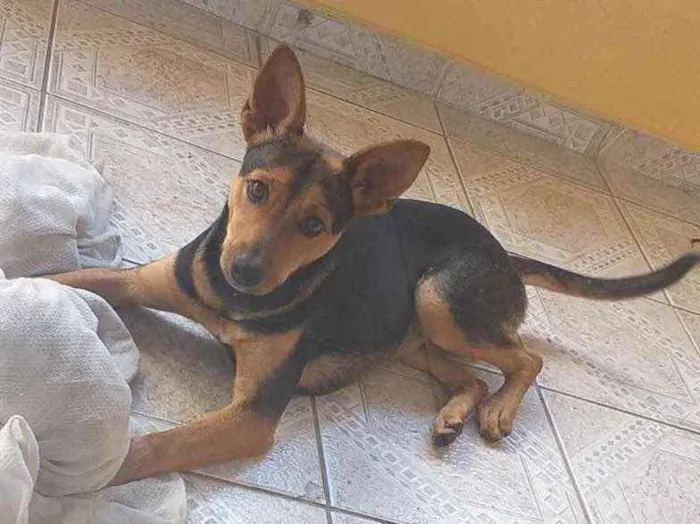 Cachorro ra a Viralata idade 7 a 11 meses nome Kurama