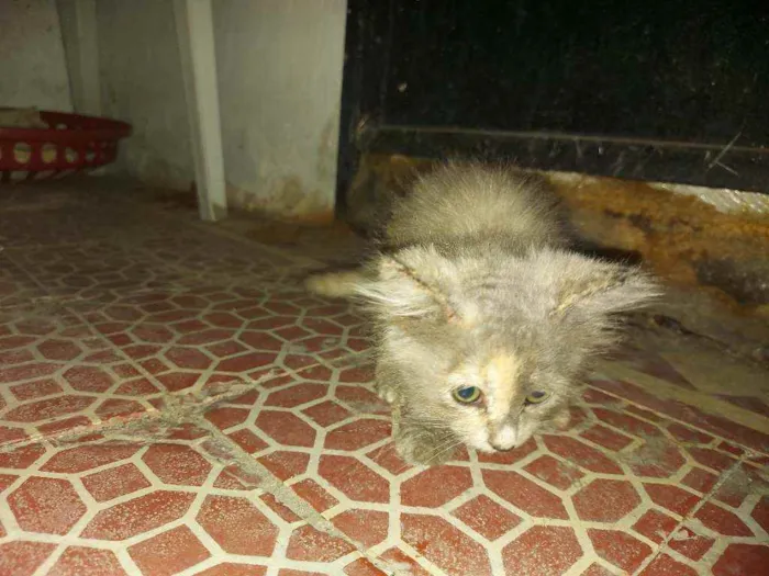 Gato ra a  idade Abaixo de 2 meses nome perebinha