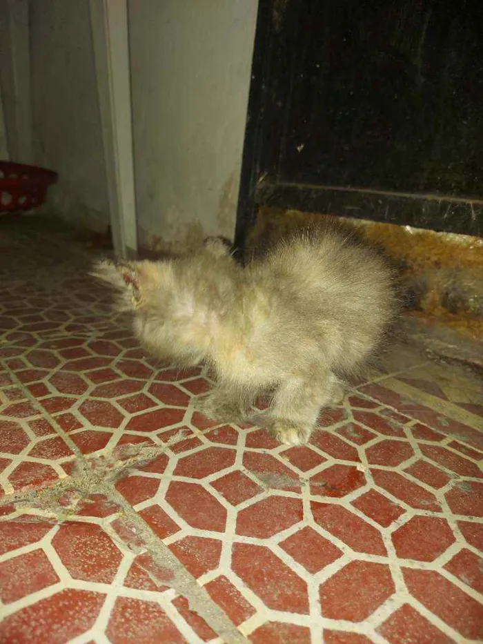 Gato ra a  idade Abaixo de 2 meses nome perebinha