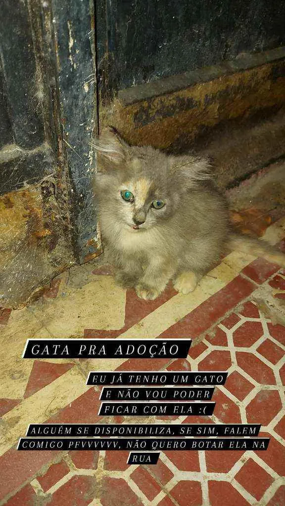 Gato ra a  idade Abaixo de 2 meses nome perebinha
