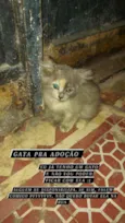 perebinha