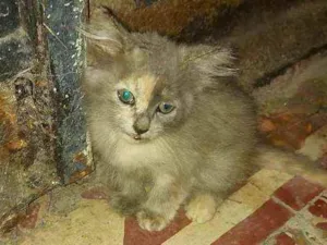 Gato raça  idade Abaixo de 2 meses nome perebinha