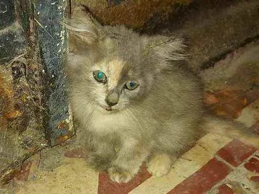 Gato ra a  idade Abaixo de 2 meses nome perebinha