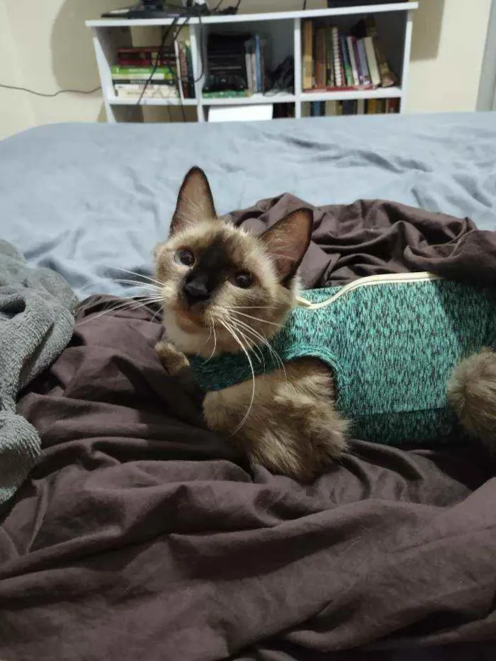 Gato ra a Sem raça idade 1 ano nome Sky