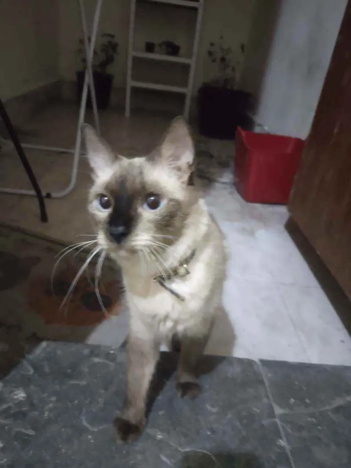 Gato ra a Sem raça idade 1 ano nome Sky