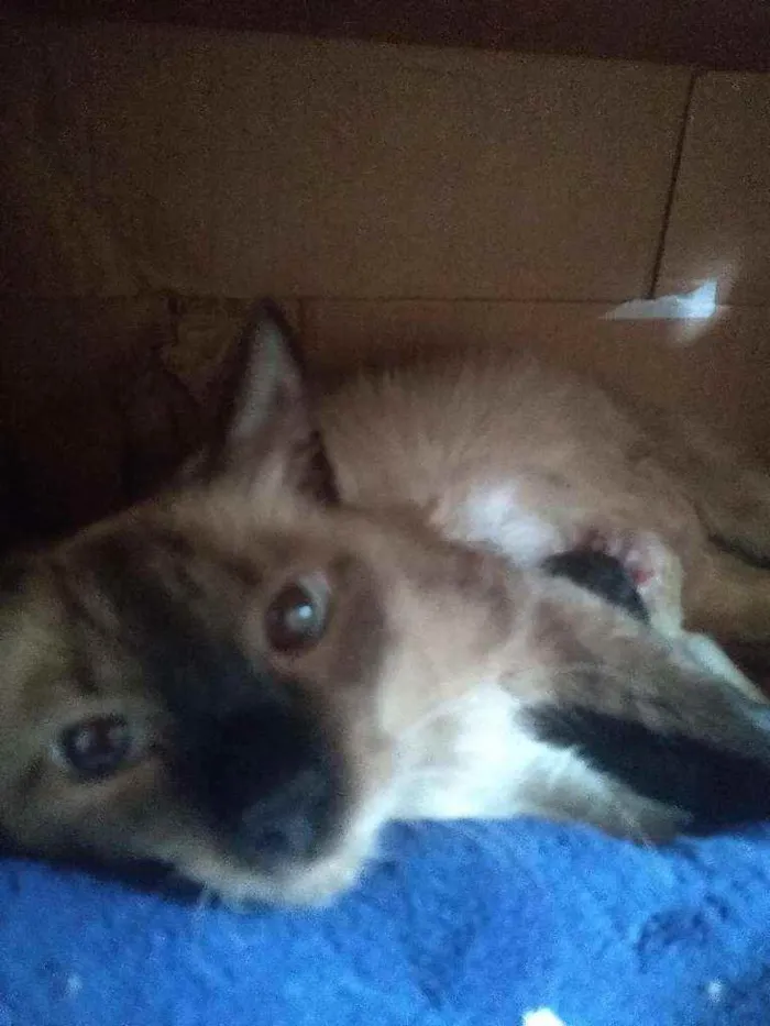 Gato ra a Sem raça idade 1 ano nome Sky