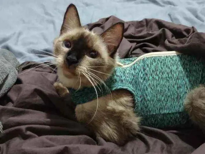 Gato ra a Sem raça idade 1 ano nome Sky
