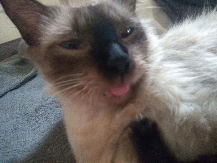 Gato ra a Sem raça idade 1 ano nome Sky