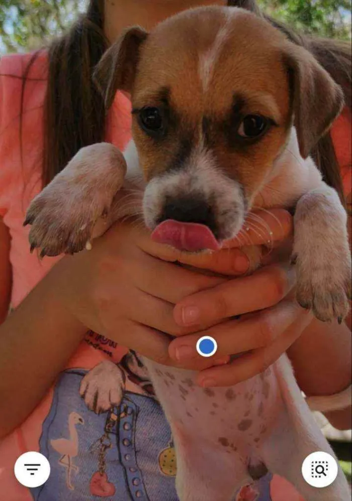 Cachorro raça Não definida idade Abaixo de 2 meses nome Stick,San, Soneca