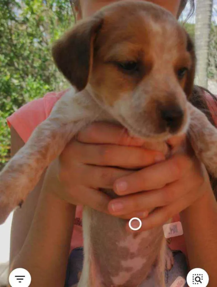 Cachorro raça Não definida idade Abaixo de 2 meses nome Stick,San, Soneca