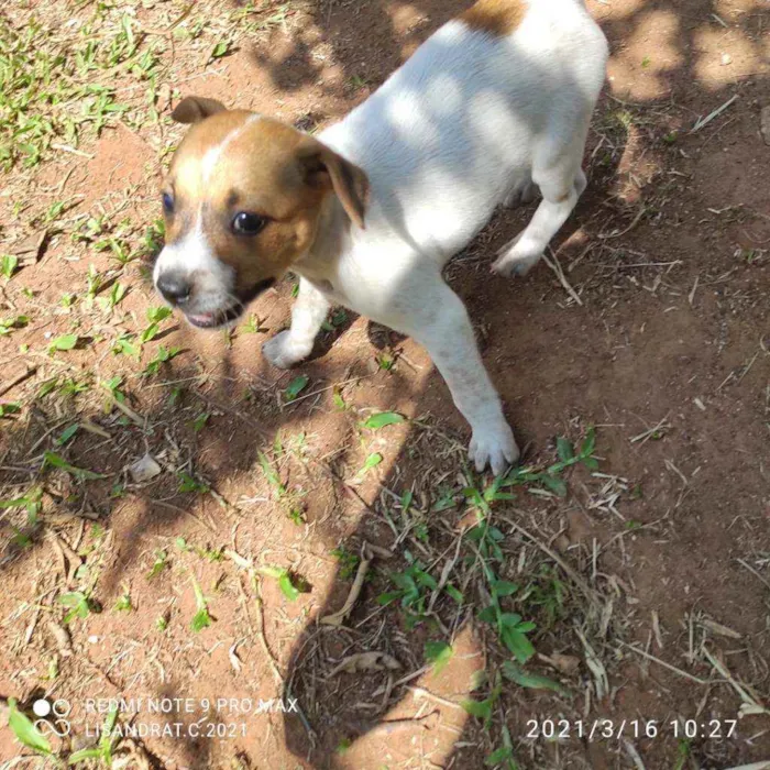 Cachorro raça Não definida idade Abaixo de 2 meses nome Stick,San, Soneca