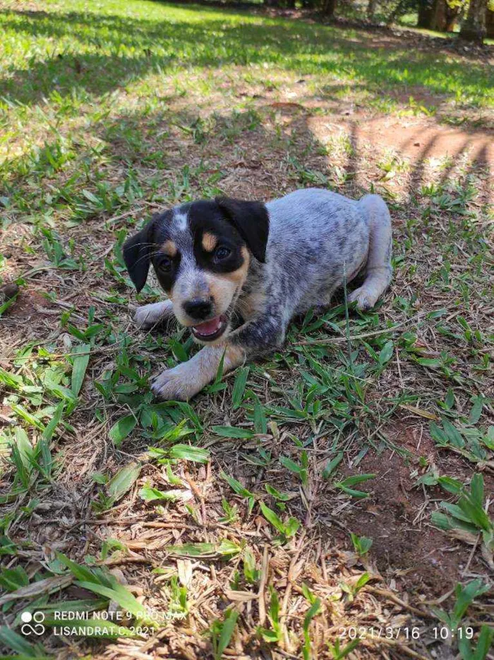 Cachorro raça Não definida idade Abaixo de 2 meses nome Stick,San, Soneca