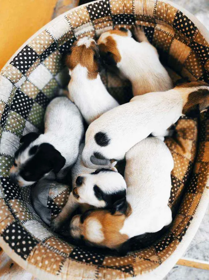 Cachorro raça Não definida idade Abaixo de 2 meses nome Stick,San, Soneca