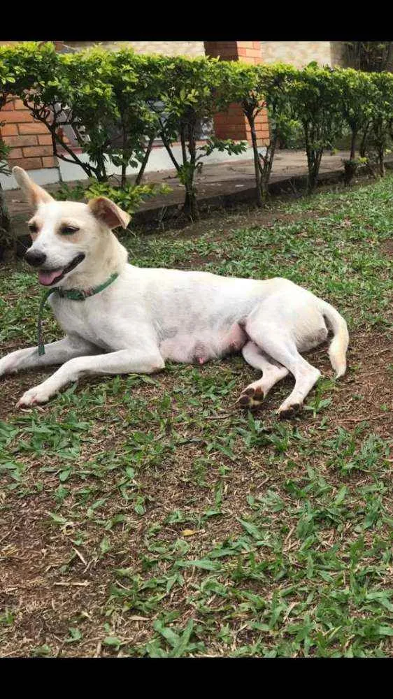 Cachorro raça Não definida idade Abaixo de 2 meses nome Stick,San, Soneca