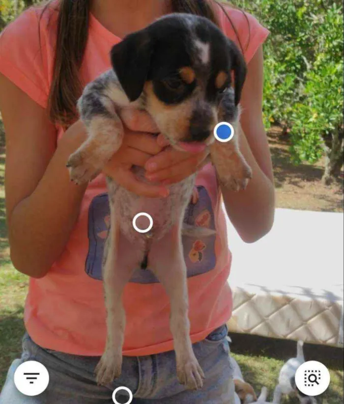 Cachorro raça Não definida idade Abaixo de 2 meses nome Stick,San, Soneca
