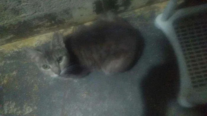 Gato ra a SRD idade 2 a 6 meses nome Cherisse