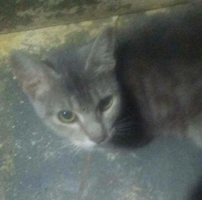 Gato ra a SRD idade 2 a 6 meses nome Cherisse