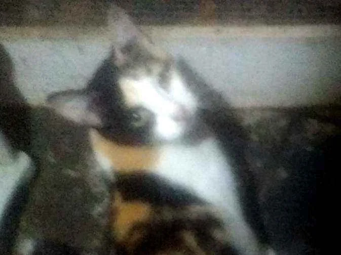Gato ra a SRD idade 1 ano nome Camille