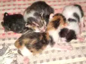 Gato raça Não sei  idade 2 anos nome Caçadora 