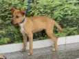 Cachorro raça SRD idade 2 a 6 meses nome Belinha