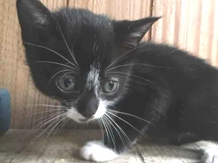 Gato ra a  idade 2 a 6 meses nome Ainda não tem nome 