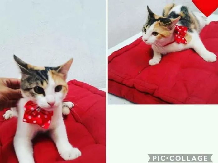 Gato raça SRD-ViraLata idade 2 a 6 meses nome DIVINA