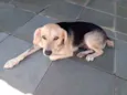 Cachorro raça SRD idade 1 ano nome Luna