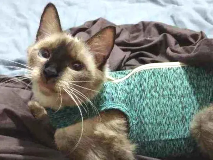 Gato ra a Sem raça idade 1 ano nome Sky