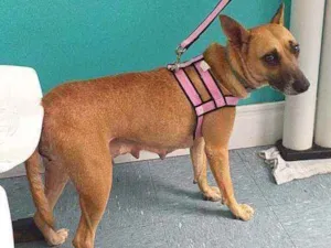 Cachorro raça SRD idade 2 anos nome Penélope