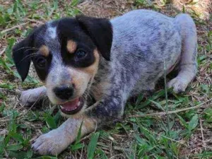 Cachorro raça Não definida idade Abaixo de 2 meses nome Stick,San, Soneca