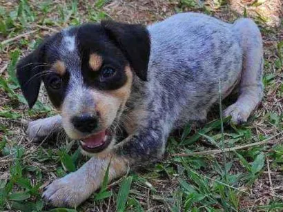 Cachorro raça Não definida idade Abaixo de 2 meses nome Stick,San, Soneca