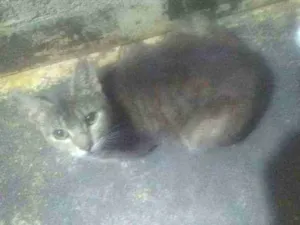 Gato raça SRD idade 2 a 6 meses nome Cherisse