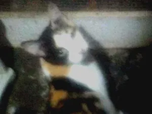 Gato raça SRD idade 1 ano nome Camille