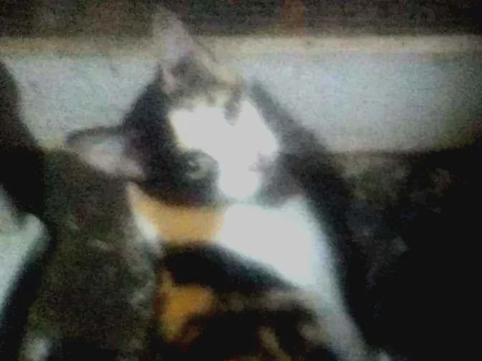 Gato ra a SRD idade 1 ano nome Camille