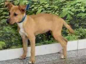 Cachorro raça SRD idade 2 a 6 meses nome Belinha