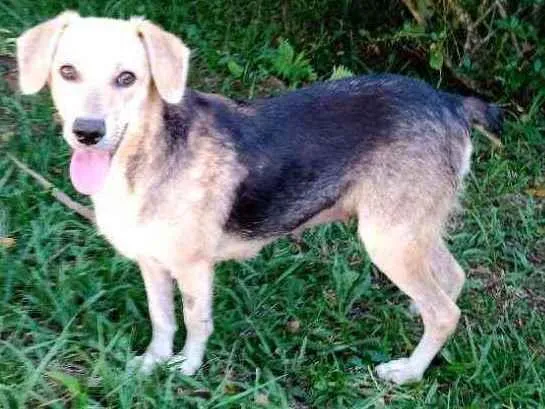 Cachorro raça SRD idade 1 ano nome Luna