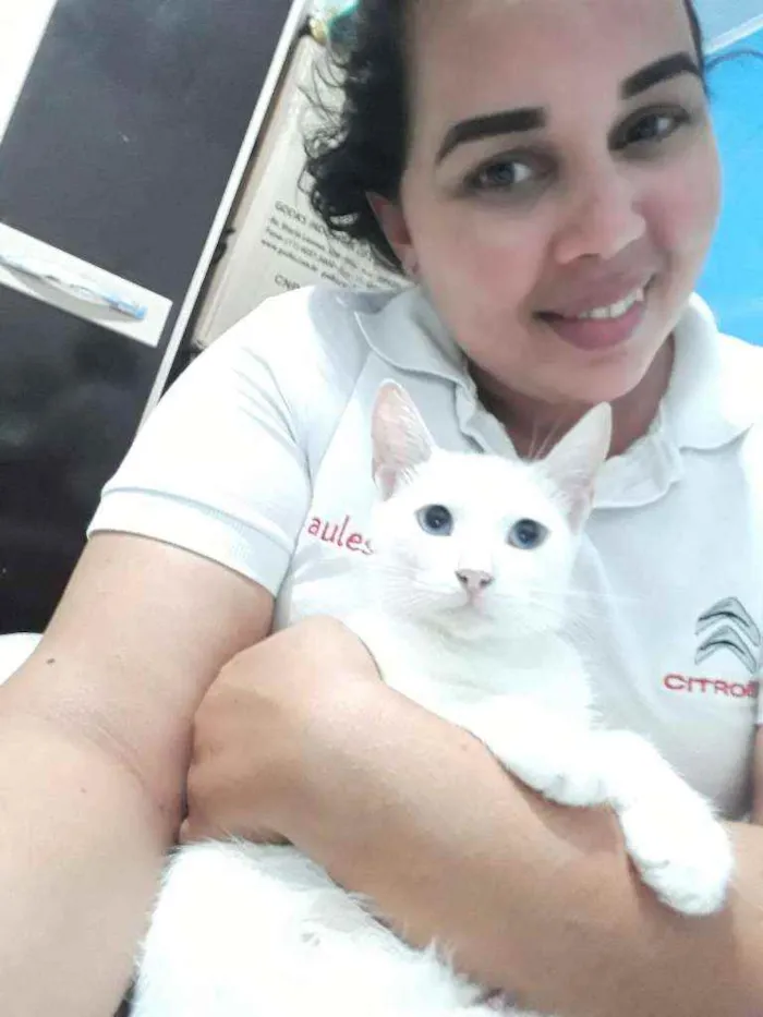 Gato raça Angorá  idade 1 ano nome Marie