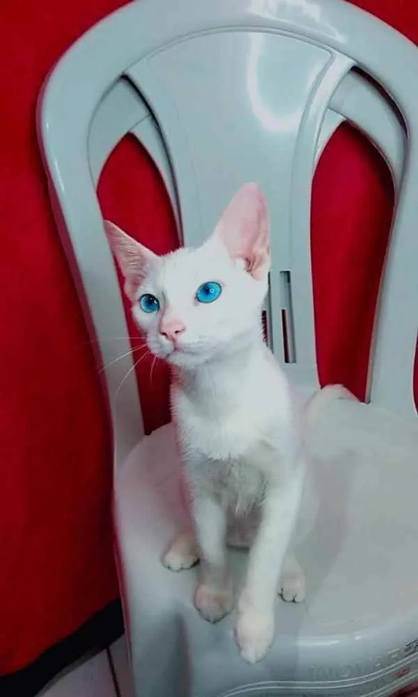 Gato raça Angorá  idade 2 a 6 meses nome Jerrie