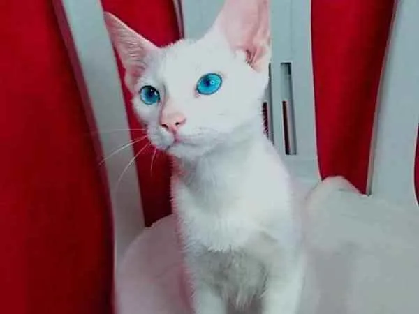 Gato raça Angorá  idade 2 a 6 meses nome Jerrie