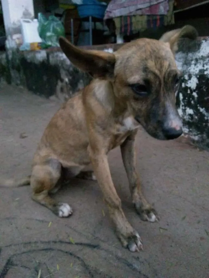Cachorro raça Sem Raça Definida idade 2 a 6 meses nome Sem Nome