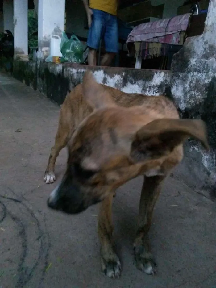 Cachorro raça Sem Raça Definida idade 2 a 6 meses nome Sem Nome