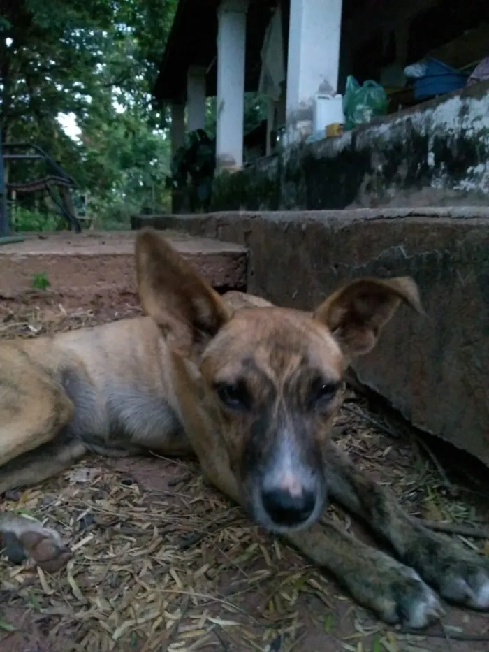 Cachorro raça Sem Raça Definida idade 2 a 6 meses nome Sem Nome