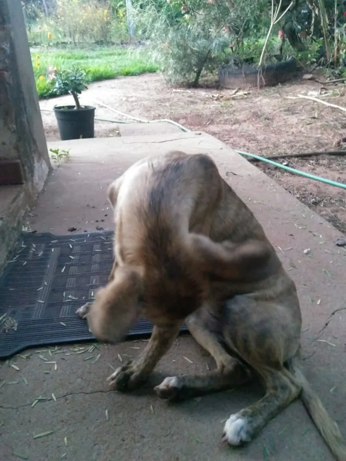 Cachorro raça Sem Raça Definida idade 2 a 6 meses nome Sem Nome