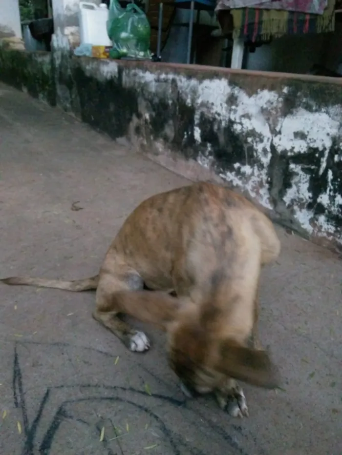 Cachorro raça Sem Raça Definida idade 2 a 6 meses nome Sem Nome