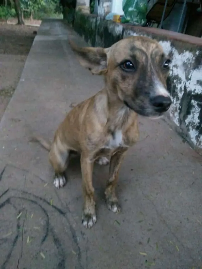 Cachorro raça Sem Raça Definida idade 2 a 6 meses nome Sem Nome